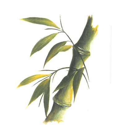 nature - bambou